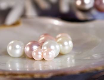 pearls in oyster shell