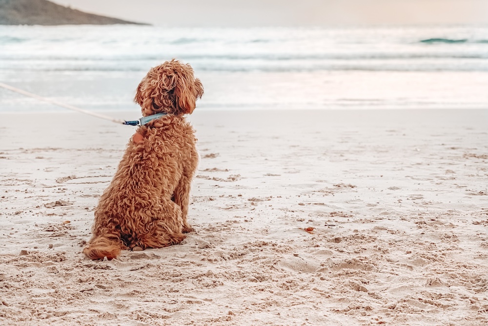 dog on beach 